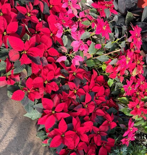 Carousel post from purkinje_crazyforplants.