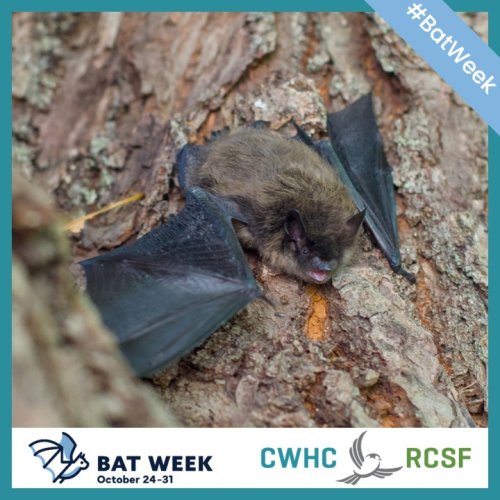 Photo post from cwhcrcsf.