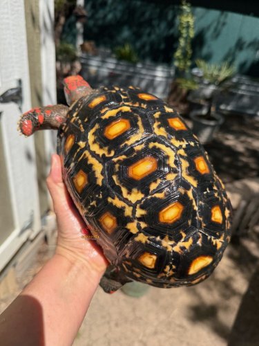 Carousel post from carapacecritters.