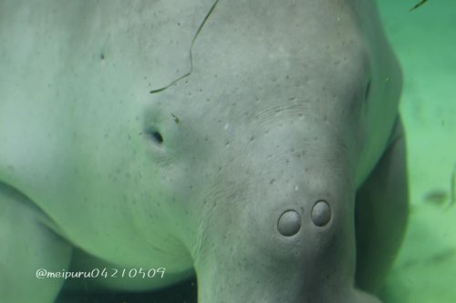 Photo post from meipuru04210509.