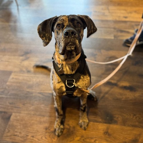 Carousel post from toast_flyford.