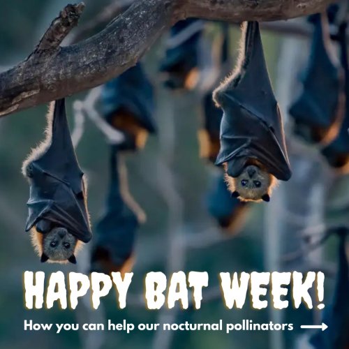 Carousel post from mackayconservationgroup.