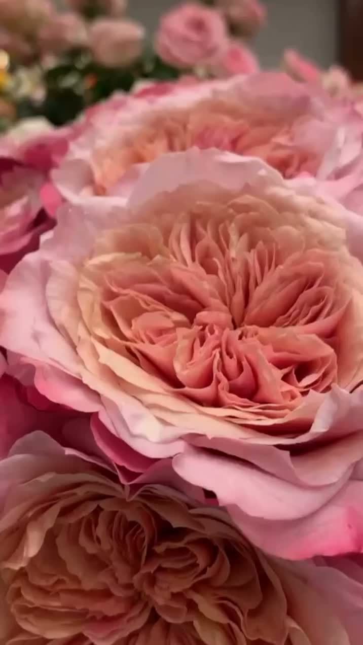Video post from thefamilyflowers.