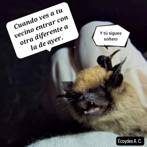 Photo post from ecoydesoficial.