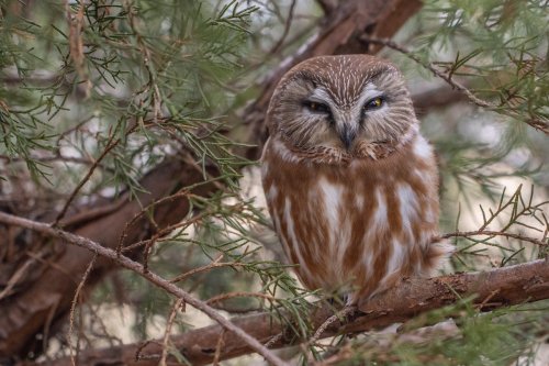 Photo post from indianaaudubon.