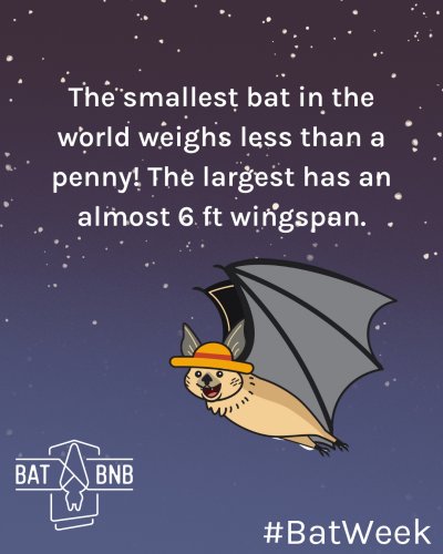 Photo post from batbnb.