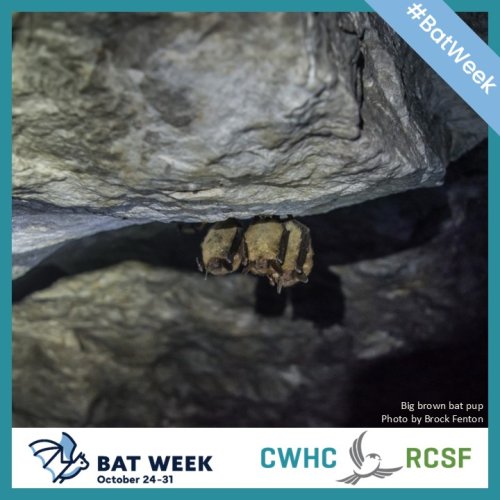 Photo post from cwhcrcsf.