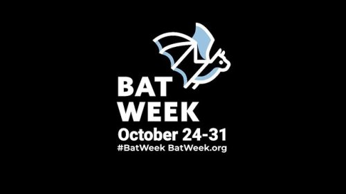 Video post from 4lmbo.