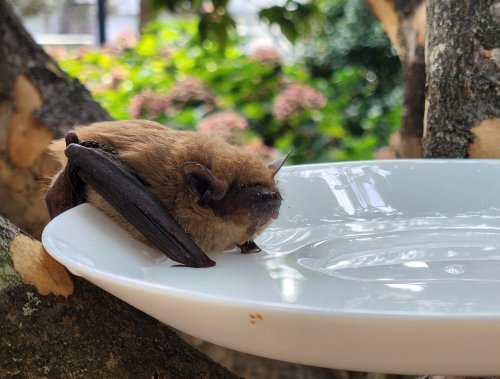 Carousel post from plantingfields.