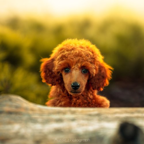 Carousel post from palmaleos.