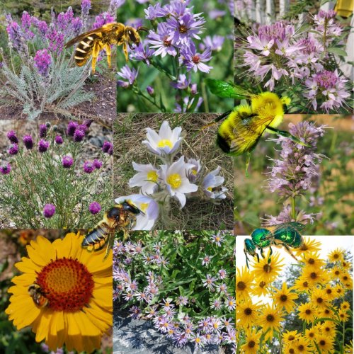 Photo post from alclanativeplants.