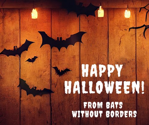 Photo post from batswithoutborders.