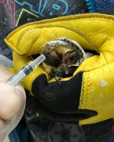 Carousel post from torontowildlifecentre.