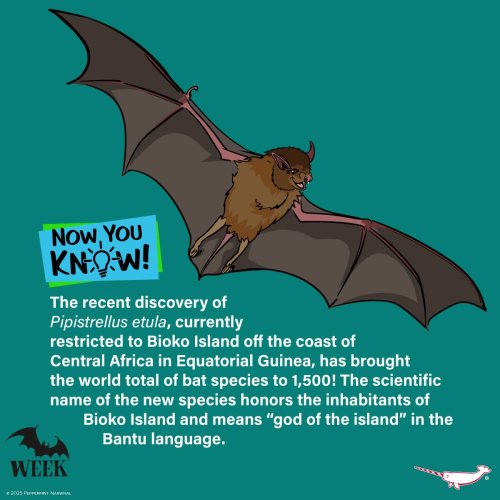 Photo post from peppermintnarwhal.