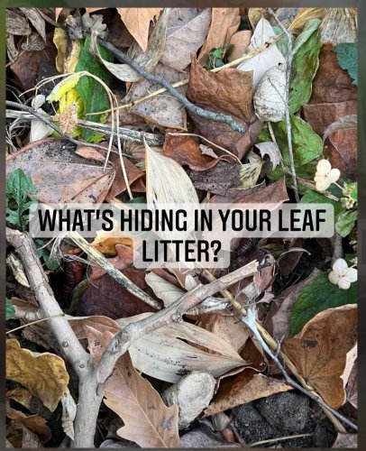 Carousel post from noticing__nature.