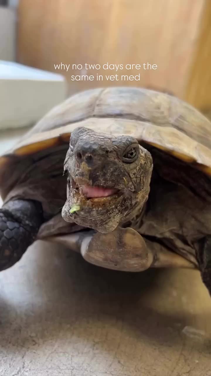 Video post from familyanimalhospitalcm.