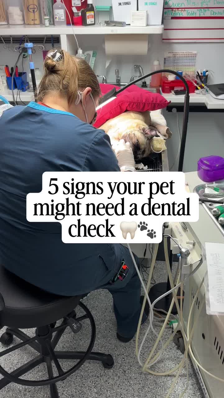 Video post from familyanimalhospitalcm.