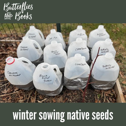 Photo post from butterfliesandbooks1.