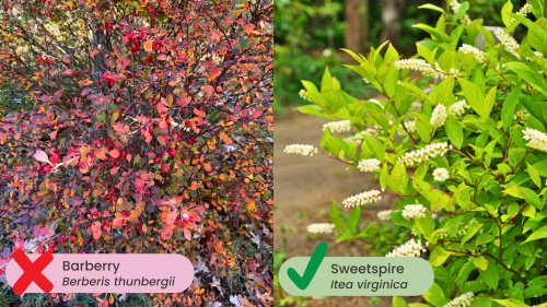 Photo post from gardenforwildlife.