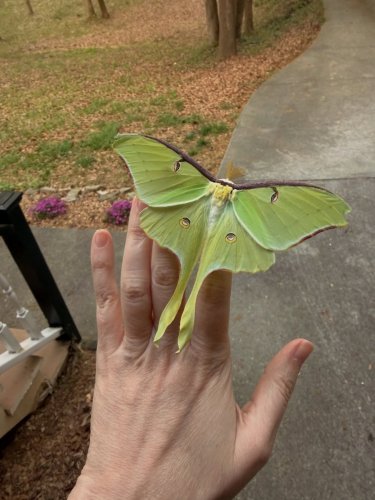 Carousel post from beenative.georgia.