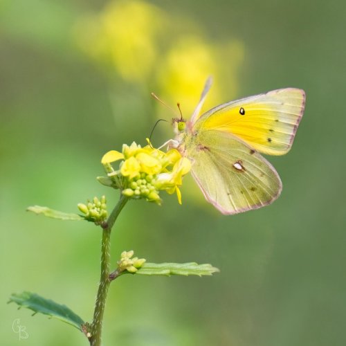 Carousel post from texas_pixels.