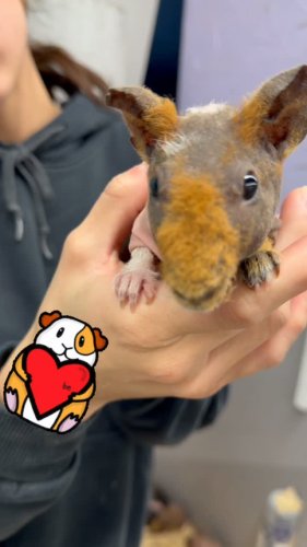 Video post from njexoticpets.