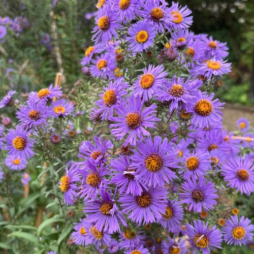 Photo post from gardenhousebrighton.