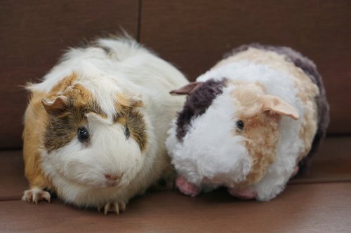 Carousel post from @yoshitoku_plush.