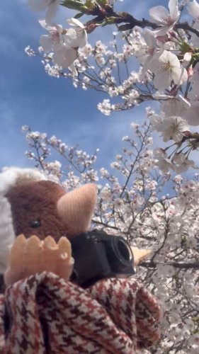 Video post from @yoshitoku_plush.