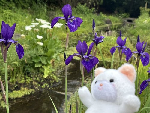 Photo post from @yoshitoku_plush.