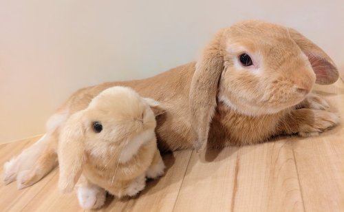 Photo post from @yoshitoku_plush.