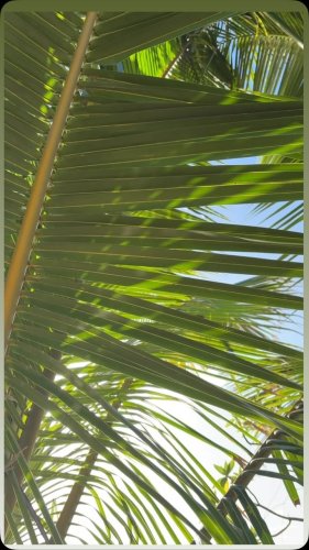 Video post from Blue Lagoon Beach Resort.