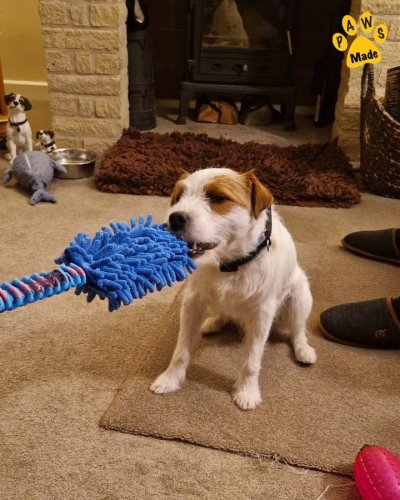 Photo post from Pawstrading Ltd.