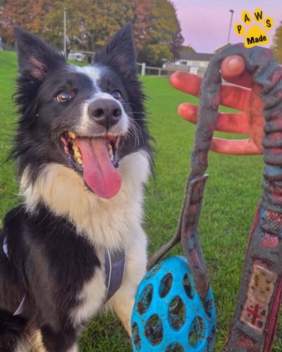 Photo post from Pawstrading Ltd.