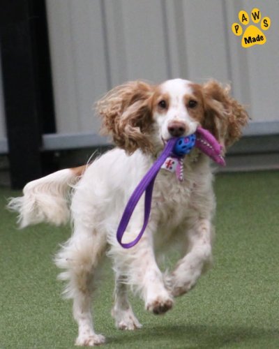 Photo post from Pawstrading Ltd.