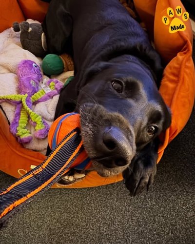 Photo post from Pawstrading Ltd.