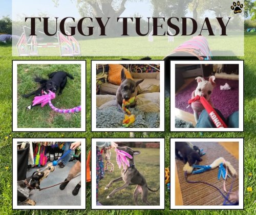 Photo post from Pawstrading Ltd.