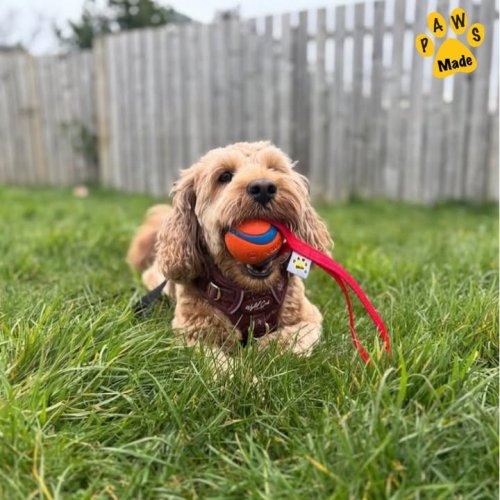 Photo post from Pawstrading Ltd.