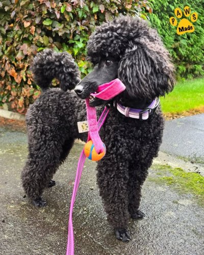 Photo post from Pawstrading Ltd.