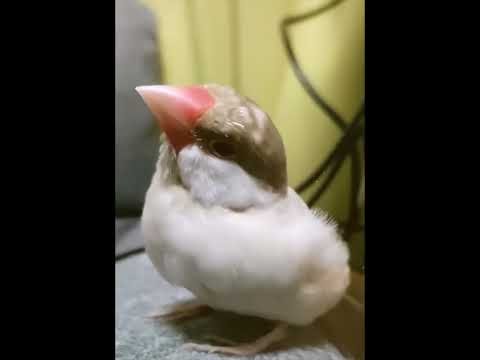 Video post from 文鳥とピアノ INNOCENCE.
