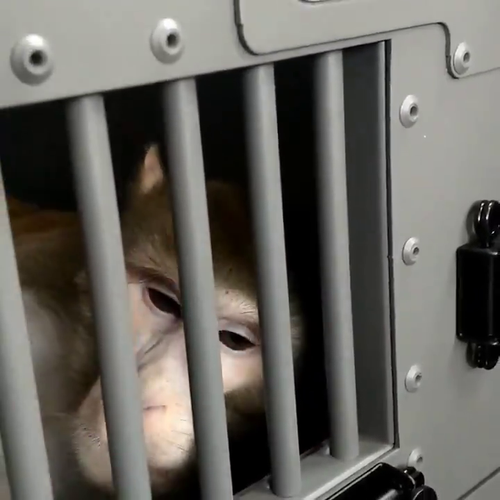 Video post from @BornFreeUSA.