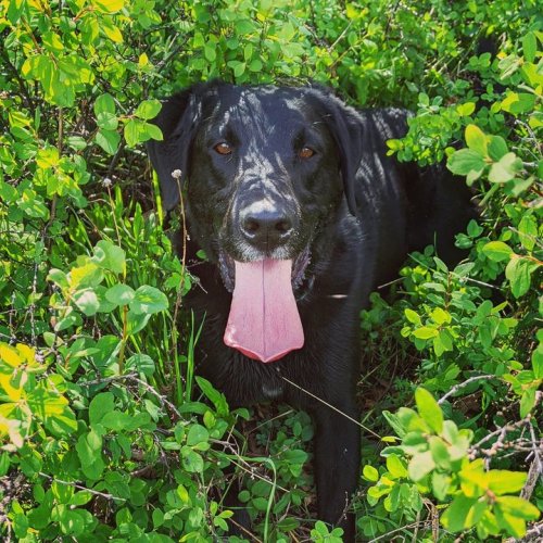 Photo post from Grand County Sheriff's Office - Colorado.