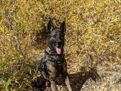 Carousel post from Grand County Sheriff's Office - Colorado.