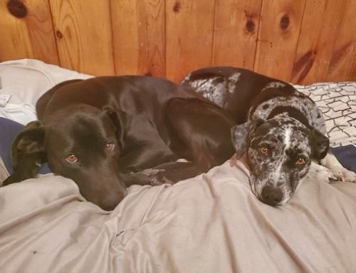 Photo post from Grand County Sheriff's Office - Colorado.