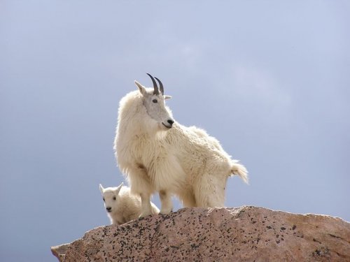 Photo post from Grand County Sheriff's Office - Colorado.