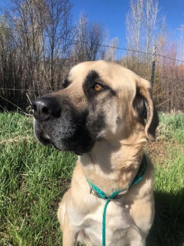 Photo post from Grand County Sheriff's Office - Colorado.