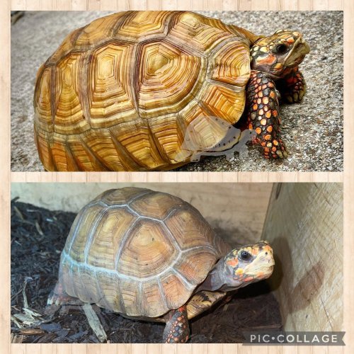 Photo post from carapacecritters.