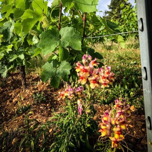 Photo post from domainelafamillek.