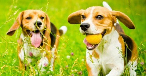 Photo post from familyanimalhospitalcm.