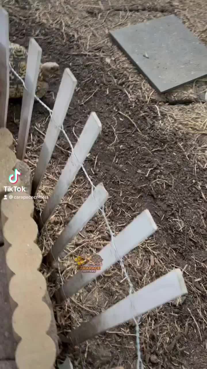 Video post from carapacecritters.